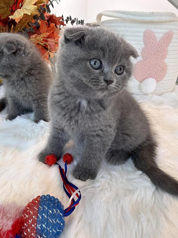 Scottish Fold Boy Round Face Puffy Cheeks photo 4