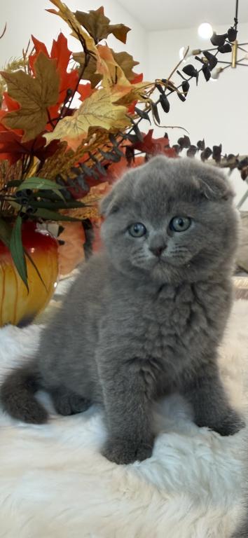 Scottish Fold Teddy Bear photo 14