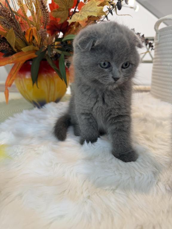 Scottish Fold Teddy Bear photo 24