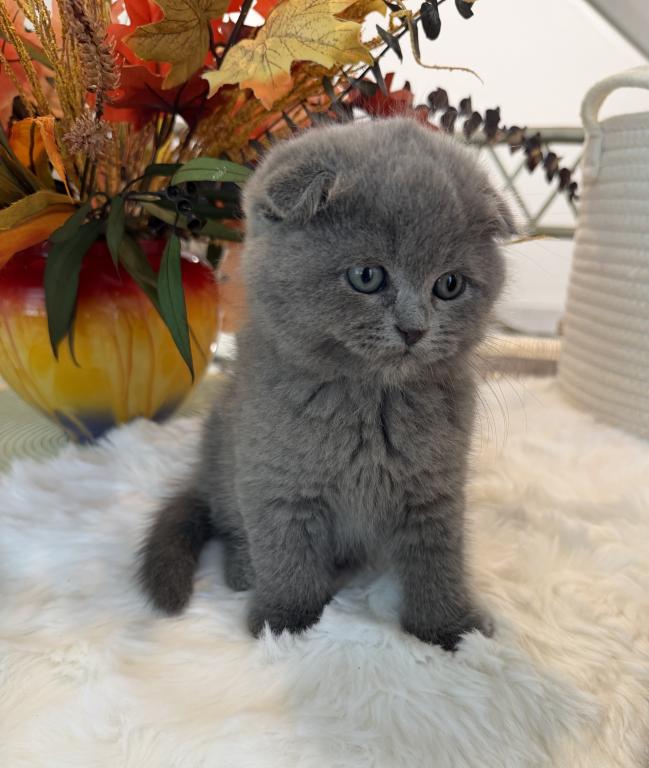 Scottish Fold Teddy Bear photo 29