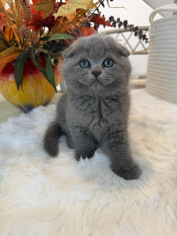 Scottish Fold Teddy Bear photo 18