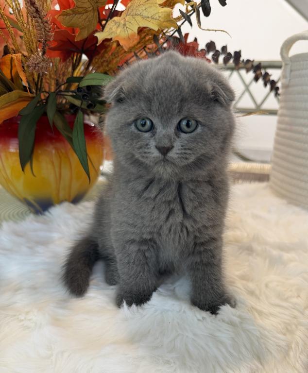 Scottish Fold Teddy Bear photo 30