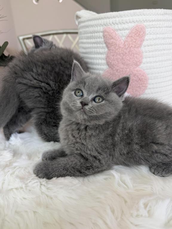 Scottish Fold Teddy Bear photo 7
