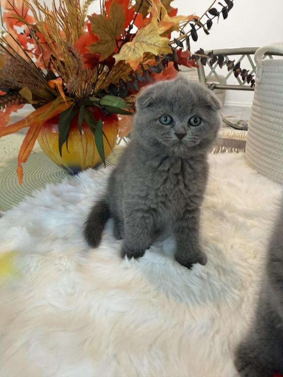 Scottish Fold Teddy Bear photo 25