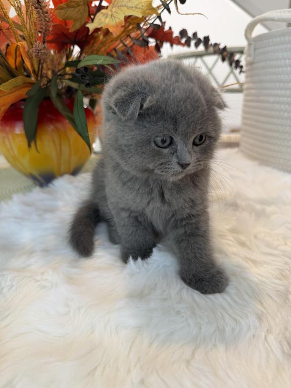 Scottish Fold Teddy Bear photo 19