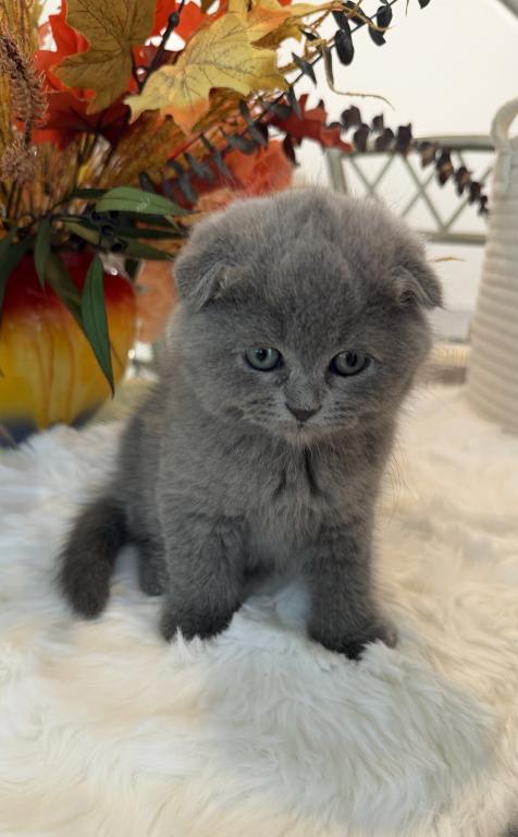 Scottish Fold Teddy Bear photo 26