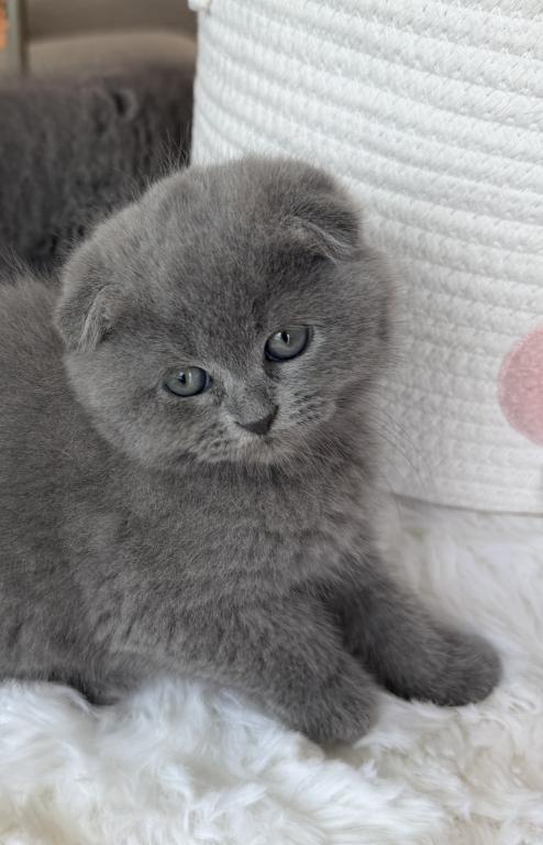 Scottish Fold Teddy Bear photo 12