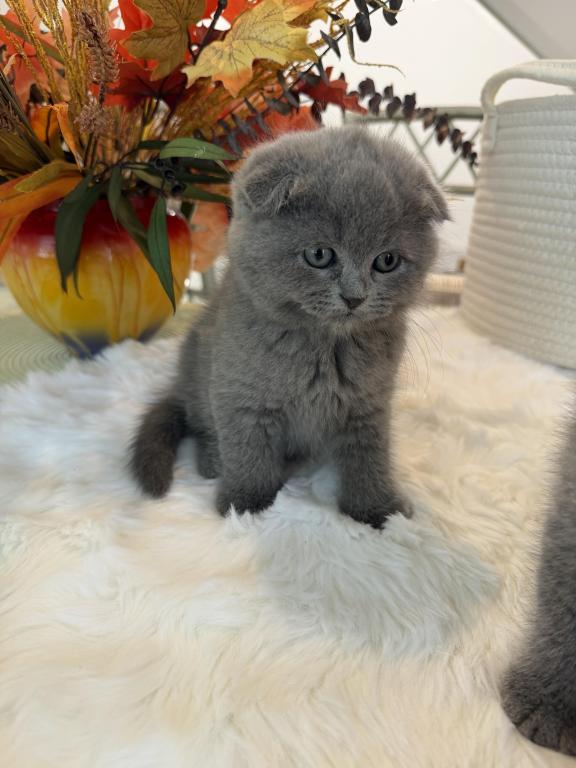 Scottish Fold Teddy Bear photo 27