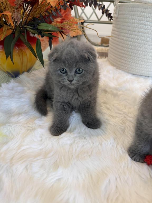 Scottish Fold Teddy Bear photo 15