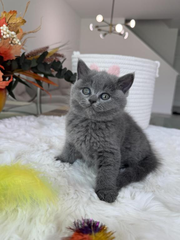 Scottish Fold Teddy Bear photo 6