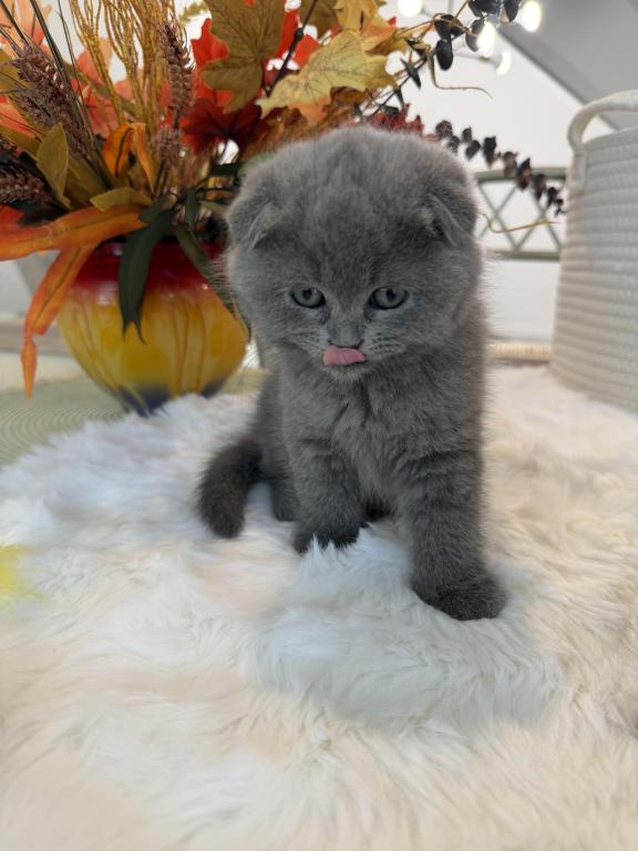 Scottish Fold Teddy Bear photo 23