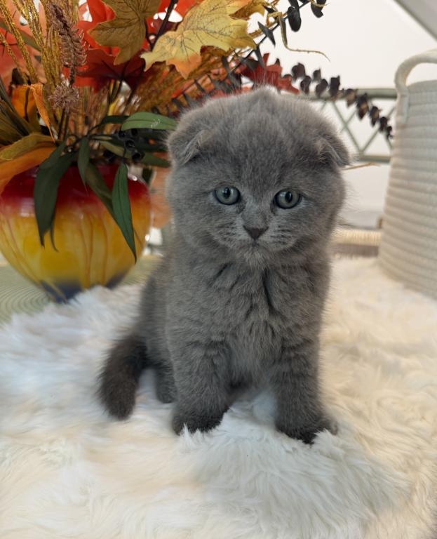 Scottish Fold Teddy Bear photo 28
