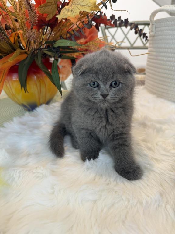 Scottish Fold Teddy Bear photo 1