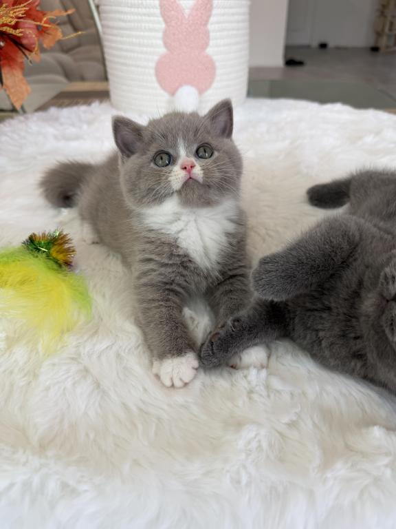 Scottish Fold Teddy Bear photo 4