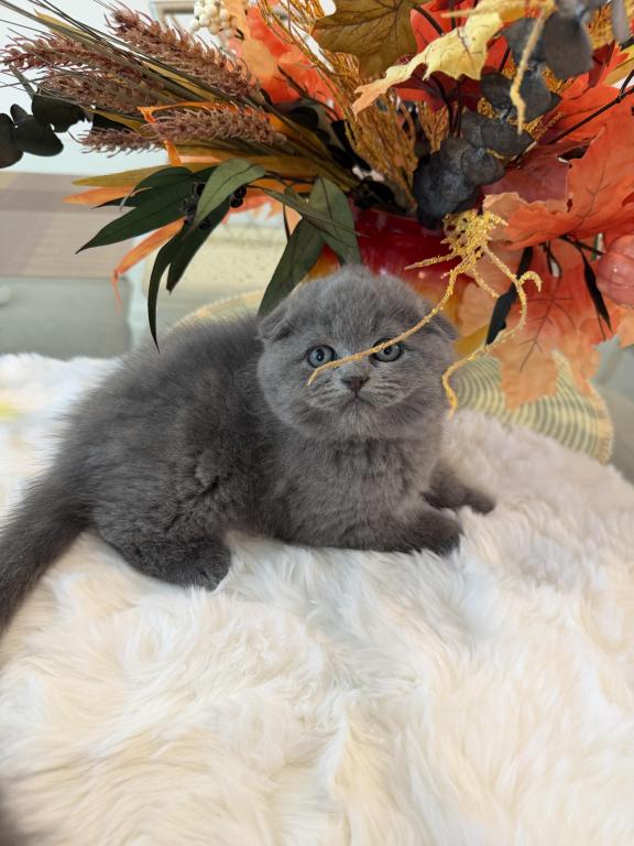 Scottish Fold Teddy Bear photo 11