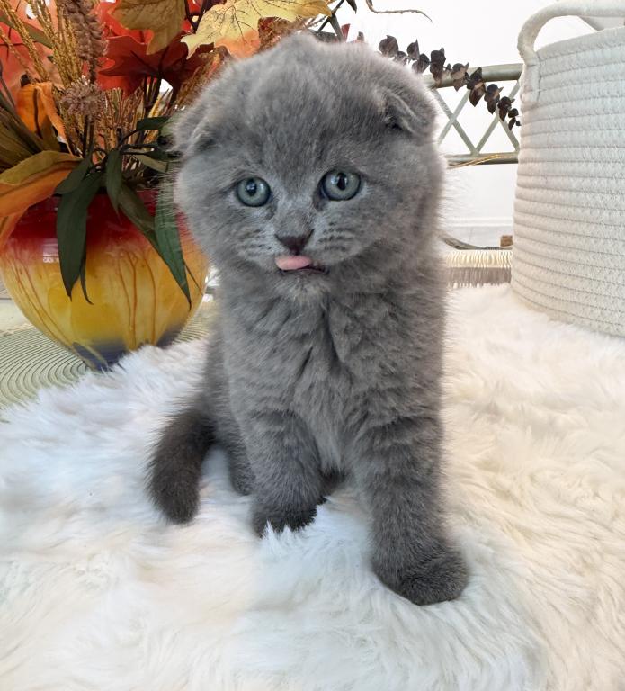 Scottish Fold Teddy Bear photo 20