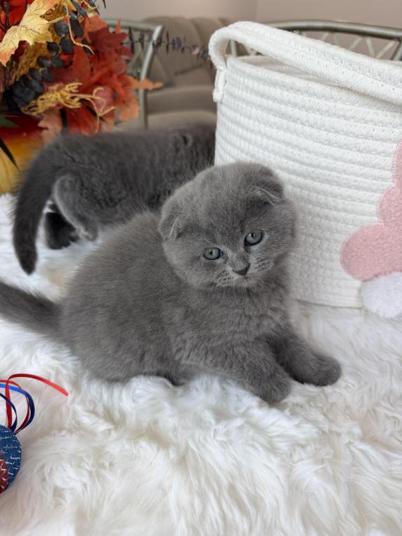 Scottish Fold Teddy Bear photo 10