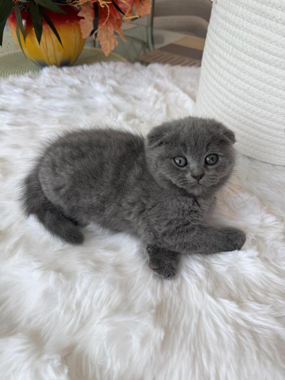 Scottish Fold Teddy Bear photo 2
