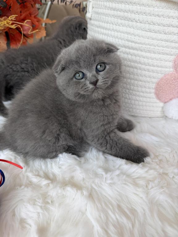 Scottish Fold Teddy Bear photo 8