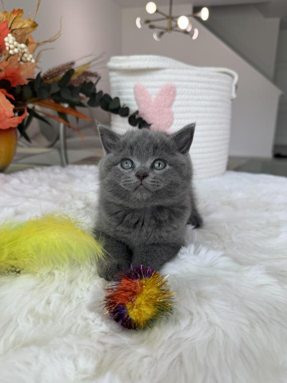 Scottish Fold Teddy Bear photo 5