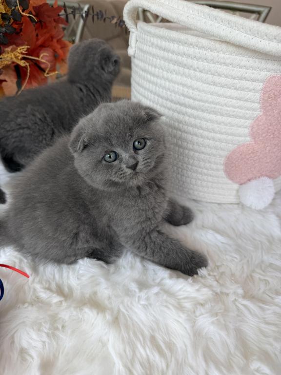 Scottish Fold Teddy Bear photo 9