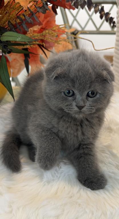 Scottish Fold Teddy Bear photo 16
