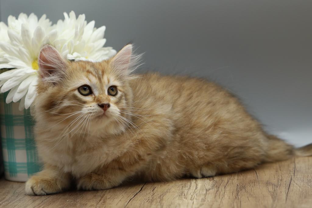Nordic Of RomanovCats photo 1
