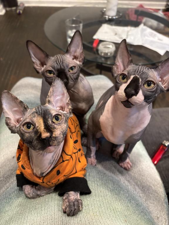 Sphynx Males photo 1