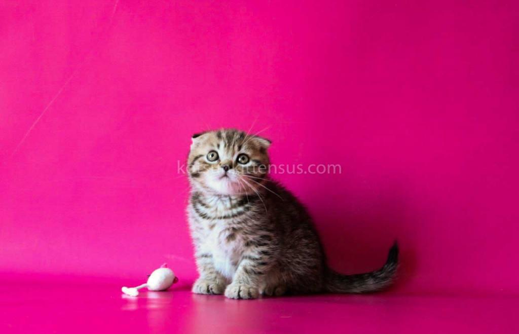 He Looks Like A Cheetah Jeremy Scottish Fold Tabby photo 8