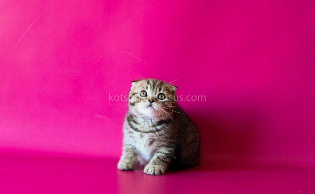 He Looks Like A Cheetah Jeremy Scottish Fold Tabby photo 7