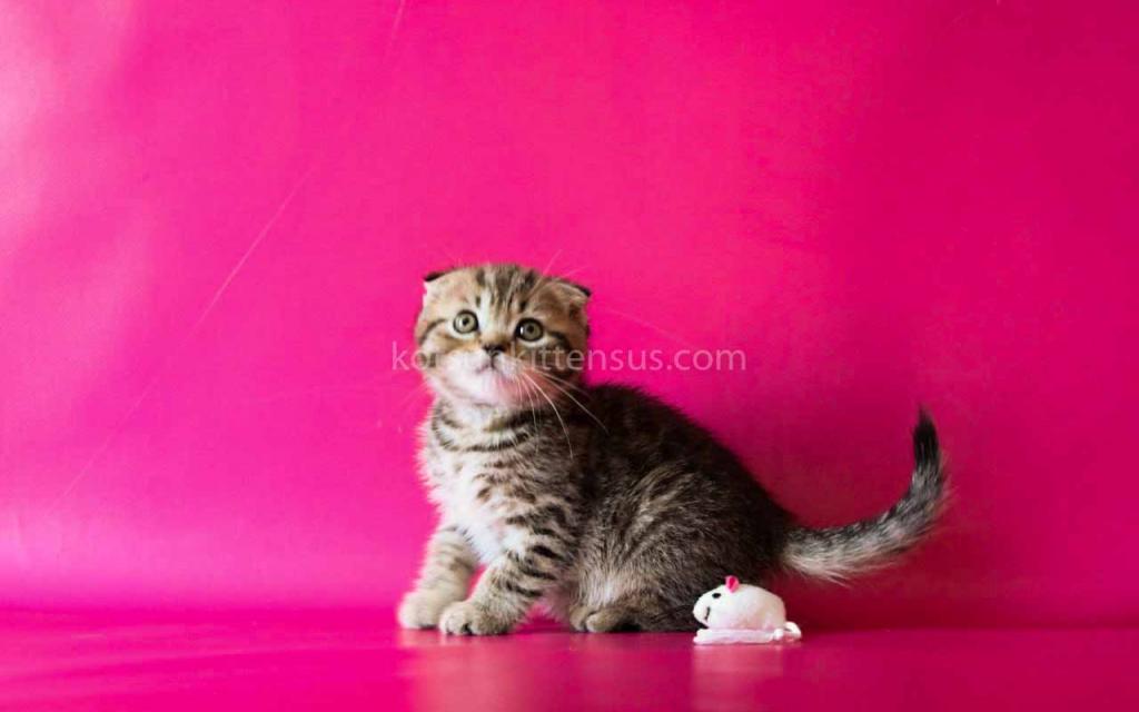 He Looks Like A Cheetah Jeremy Scottish Fold Tabby photo 1