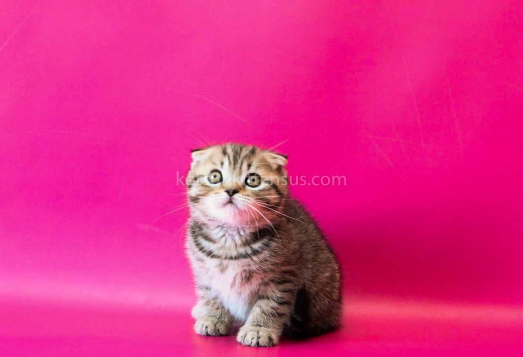 He Looks Like A Cheetah Jeremy Scottish Fold Tabby photo 9