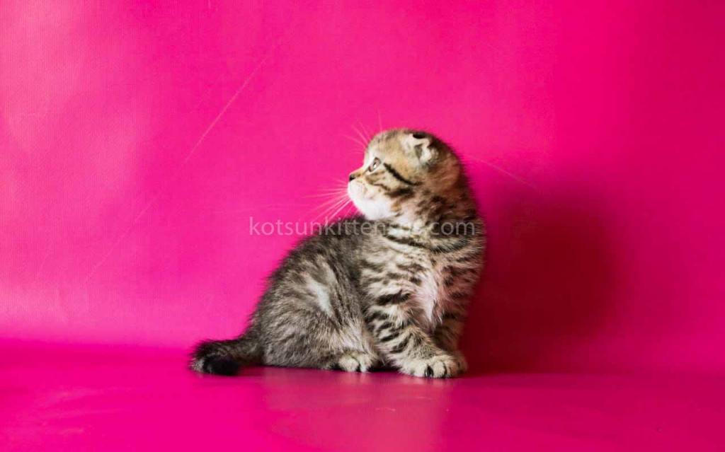 He Looks Like A Cheetah Jeremy Scottish Fold Tabby photo 3