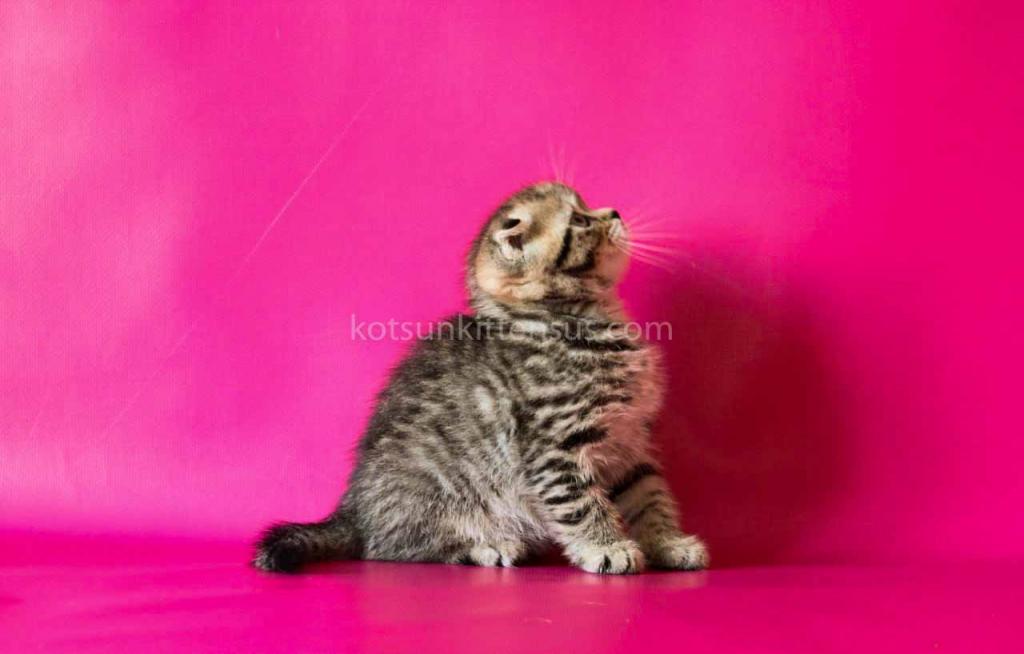 He Looks Like A Cheetah Jeremy Scottish Fold Tabby photo 2