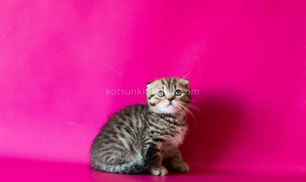 He Looks Like A Cheetah Jeremy Scottish Fold Tabby photo 5