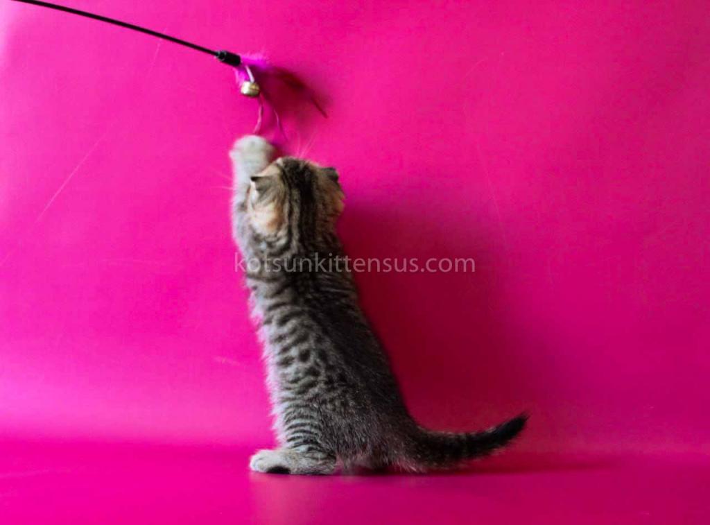 He Looks Like A Cheetah Jeremy Scottish Fold Tabby photo 6