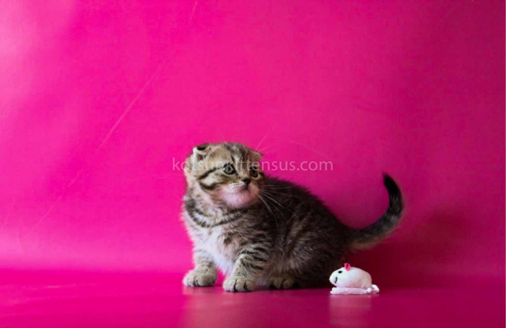 He Looks Like A Cheetah Jeremy Scottish Fold Tabby photo 10