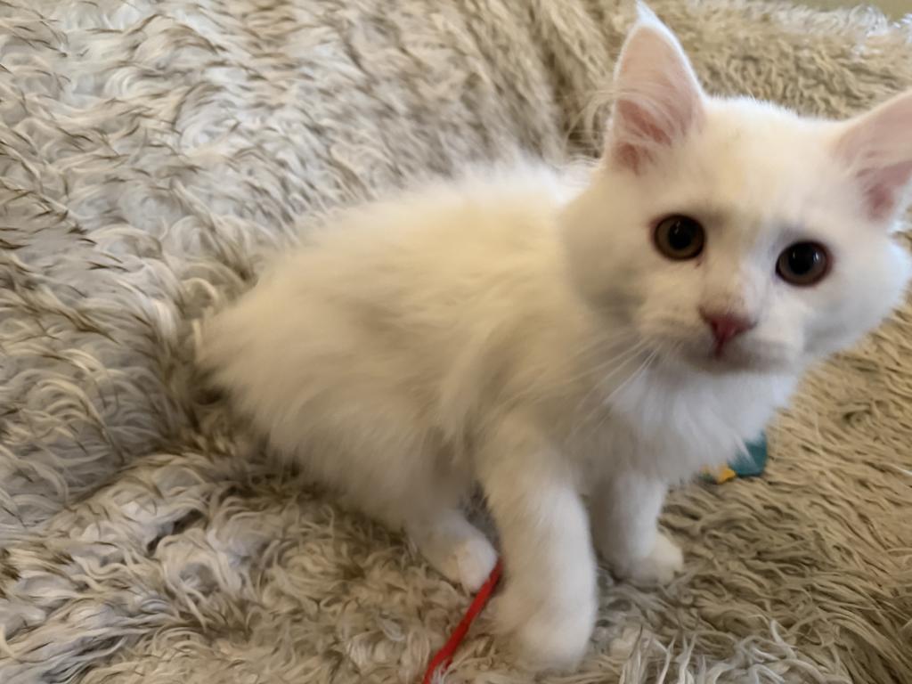 Dumpling Of FirCountry Siberians photo 2