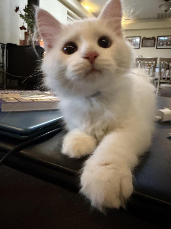Dumpling Of FirCountry Siberians photo 3