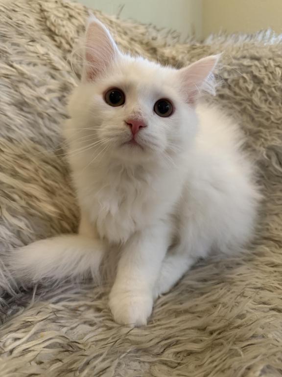 Dumpling Of FirCountry Siberians photo 1