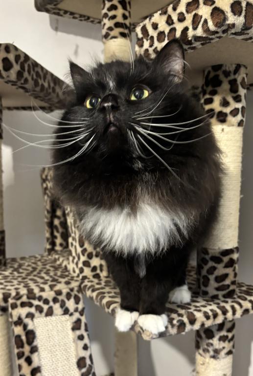 Mr Darcy Cat Of FirCountry Siberians photo 4