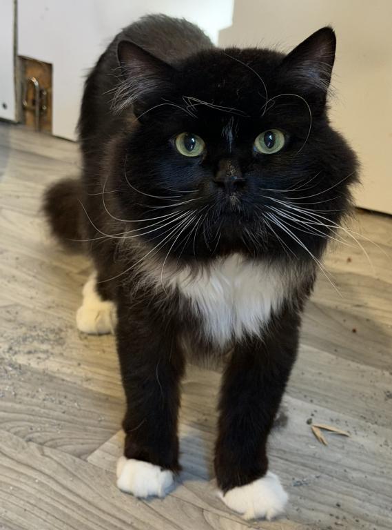 Mr Darcy Cat Of FirCountry Siberians photo 1