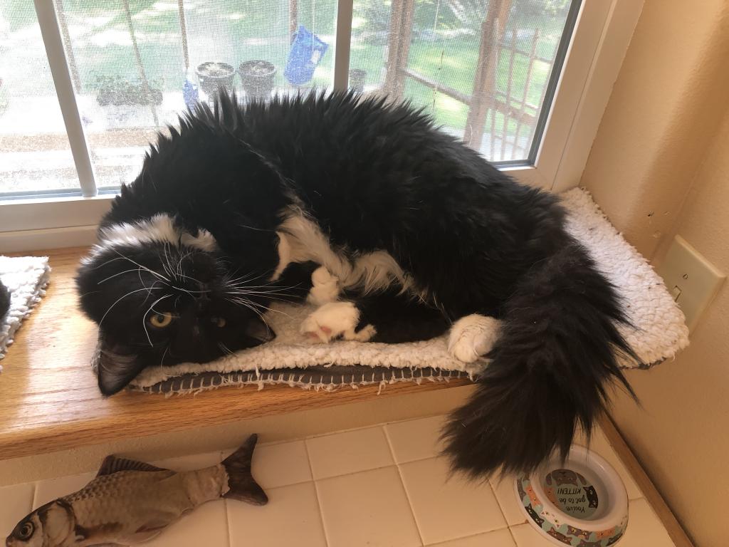 Mr Darcy Cat Of FirCountry Siberians photo 2
