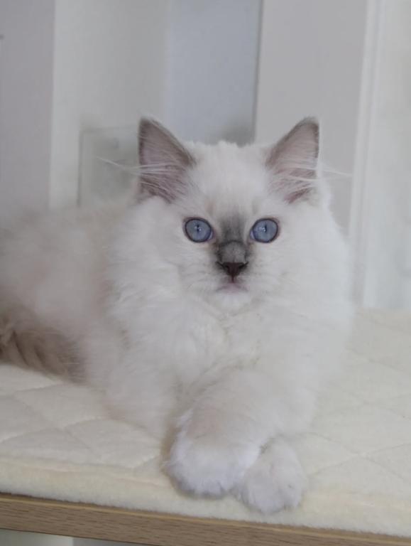 ARIA Blue Mitted Female