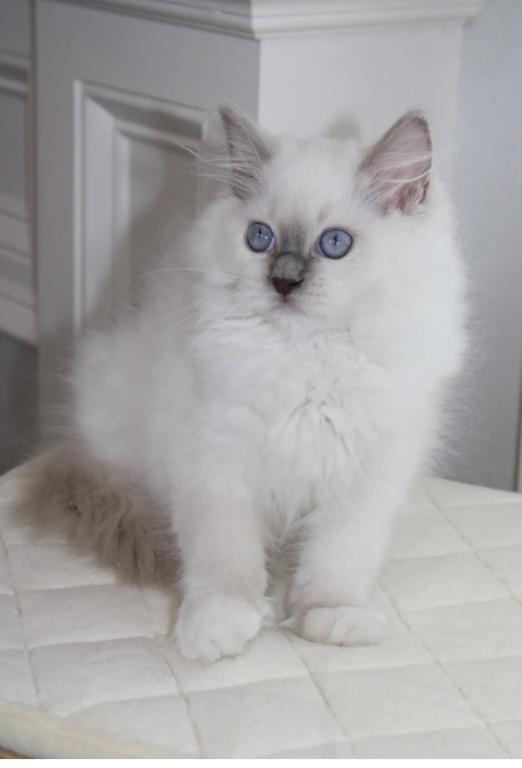 ARIA Blue Mitted Female photo 2