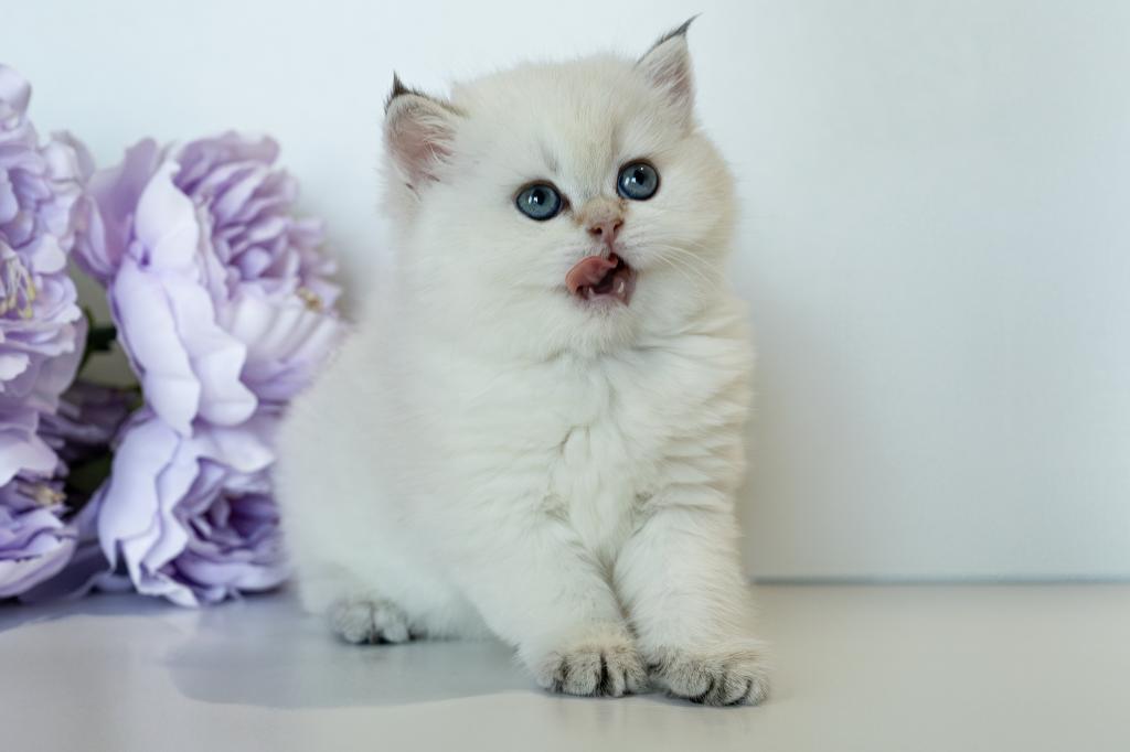 British Shorthair Taya photo 15
