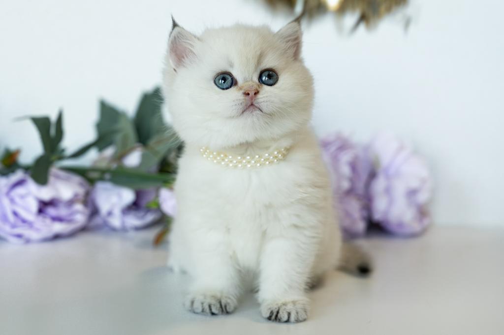 British Shorthair Taya photo 9