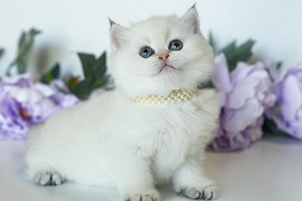 British Shorthair Taya photo 7