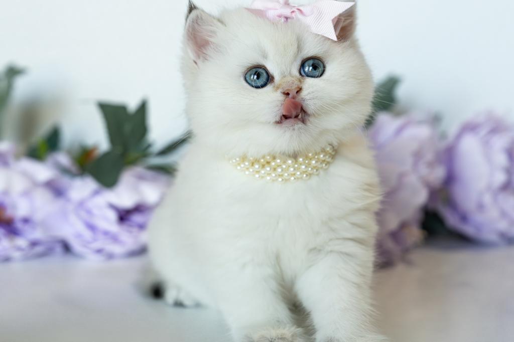 British Shorthair Taya photo 5