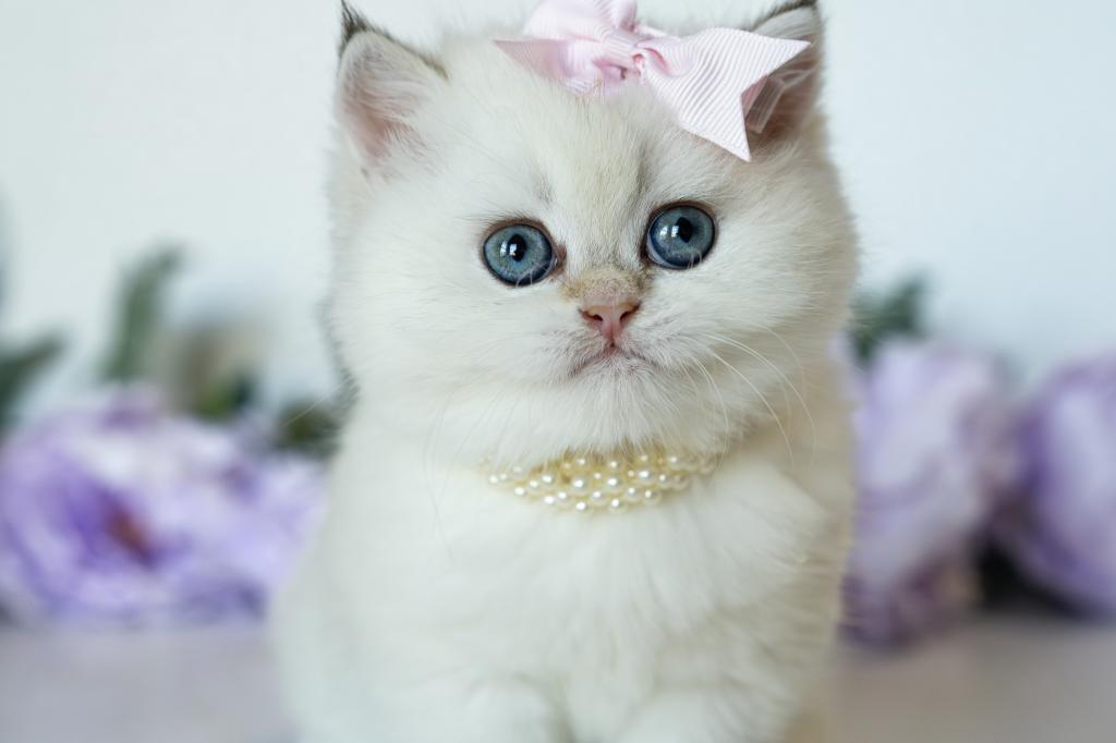 British Shorthair Taya photo 2